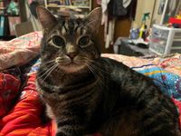 Samantha Barrett profile picture