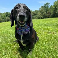 Junie profile picture