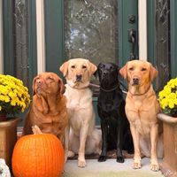 The Lab Queens profile picture