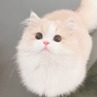 Mia profile picture