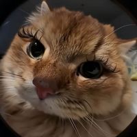 Liloow profile picture