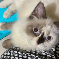 Della profile picture