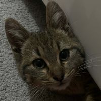 Deina Djelid profile picture