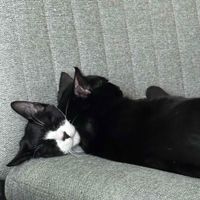 Sarah profile picture