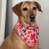 Harley Rosa profile picture