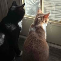 Ellynn Mayo profile picture