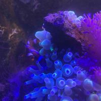 Susanna profile picture