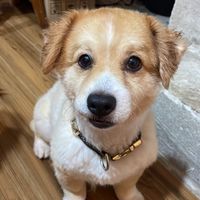Luce Arevalo profile picture