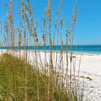Wandering SWFL profile picture