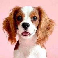 Ruby the Cav profile picture