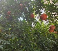 Iosebi K profile picture