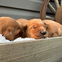 Country Lane Retrievers profile picture