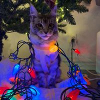 Brianna V profile picture