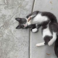 MicahVlogs4 profile picture