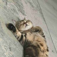 Sips profile picture