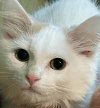 Brenda Wildcat profile picture
