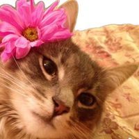 Anano Rostiashvili profile picture