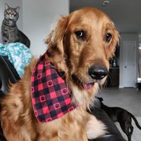 Rosie Heeg profile picture
