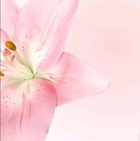 Angelina Westbrook profile picture