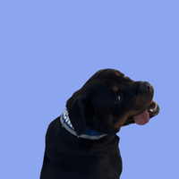 Arhcie profile picture