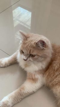 Mila Lylia profile picture