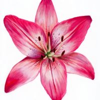 Jaya K profile picture