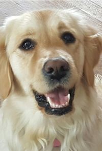 Wethreedogs profile picture