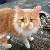 Gina Hoeck profile picture