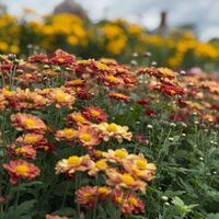 Weyn Peoro profile picture