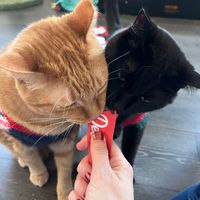 Krissy Pribie profile picture