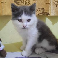 Zevin Revandra Azzamy profile picture