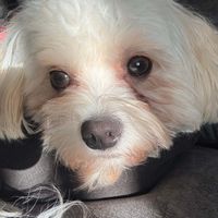 Izzy Kelly profile picture