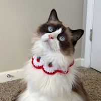Miso profile picture
