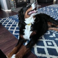 sesili ajjdjdjdjdjd profile picture