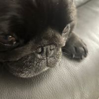 PugLover profile picture