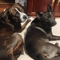 Holly_DogMom * Zoomies profile picture