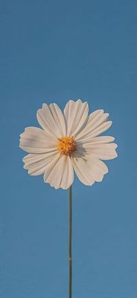 nupuss profile picture