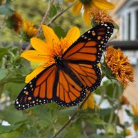 Lex M profile picture