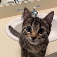 Nugget the Cat profile picture