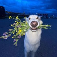 Wan Wan profile picture