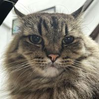 Ana Anne profile picture