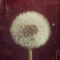 whimsy.fairies profile picture