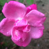 Chimwemwe Nalwesya Chibuye profile picture