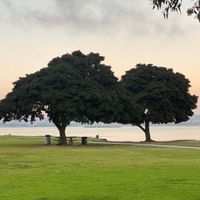 Alice Main profile picture