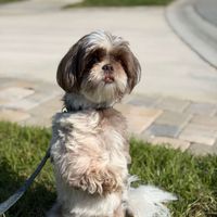 Christina Via-Reque profile picture