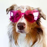 That Merle Girl profile picture