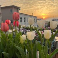 Tulipa Lizmosque profile picture