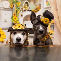 Jani Oja (sookieandivy) profile picture