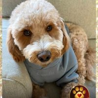Remy profile picture