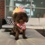 Gypsy profile picture